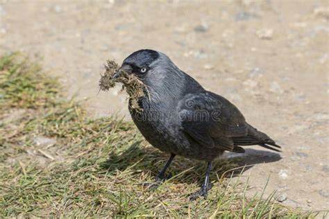 Jackdaw And Nesting Materials Stock Image - Image of jackdaw, british: 45247453