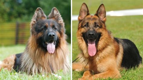 King Shepherd vs German Shepherd: 14 Differences & Facts | Puplore