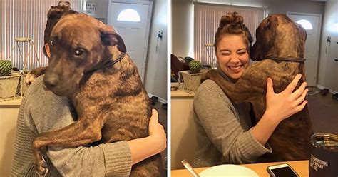 Dog Rescued 1 Year Ago Still Continues To Hug His New Mom Every Day She ...