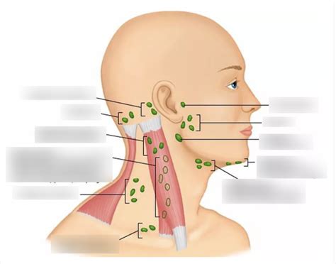 Diagram of Lymph Nodes | Quizlet