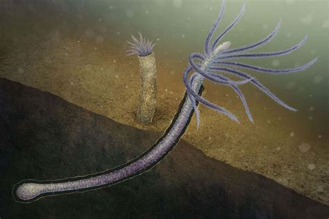 Weird worm is earliest known animal to evolve away body parts | New Scientist