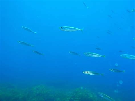 Yellowtail horse mackerel - Facts, Diet, Habitat & Pictures on Animalia.bio