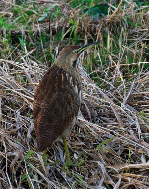 NW Bird Blog: American Bittern