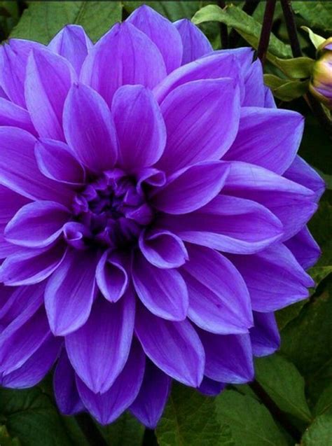 Most Beautiful Purple Flower References – Mdqahtani