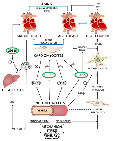 IJMS | Free Full-Text | GDF15 and Cardiac Cells: Current Concepts and New Insights