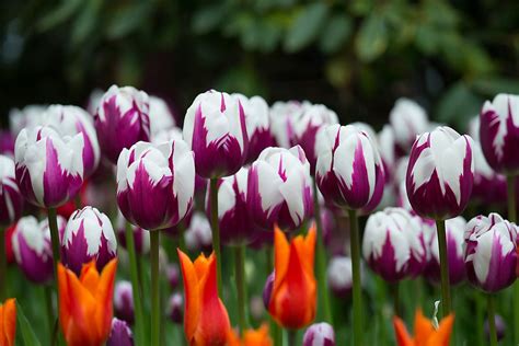 RoozenGaarde Garden -- Skagit Valley Tulip Festival | Skagit valley ...