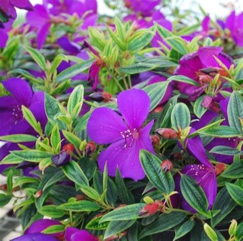 Tibouchina - Varieties