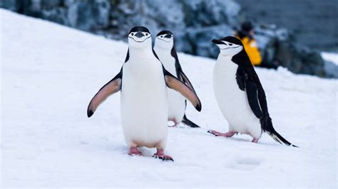 When, Why and How Should You Walk Like a Penguin? - Head2Toe Physio
