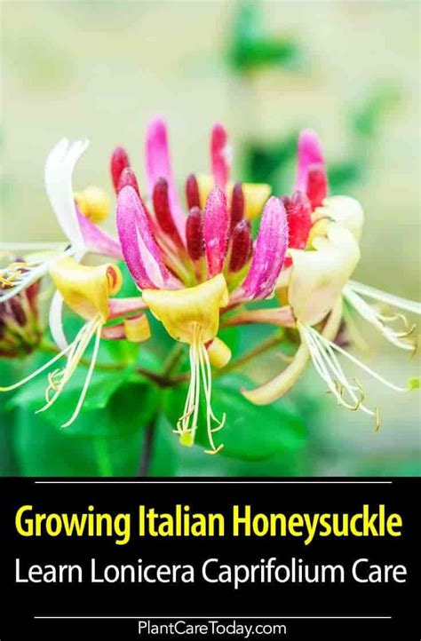 Lonicera Caprifolium (Italian Honeysuckle) climbing, flowering perennial, fragrant, cream ...