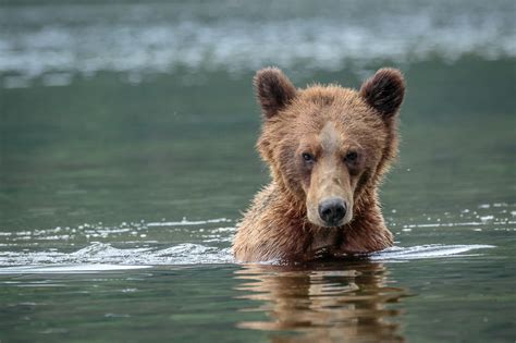 Grizzly Bear Photography in Khutzeymateen British Columbia - Part 1 ...