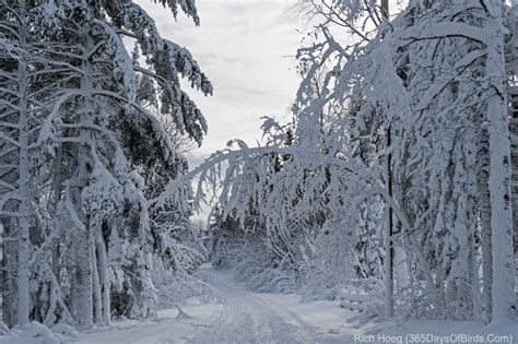 Snowmageddon 2019 (Blizzard Dumps 21.7 inches of Snow!) | 365 Days of Birds