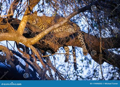 African Leopard Sleeping in a Tree Stock Photo - Image of danger ...