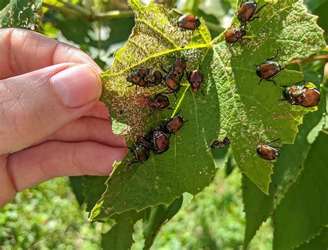 Common Harmful Ohio Insects | Portage Turf Specialists LLC