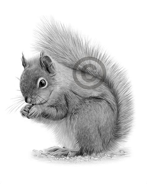 Descarga digital Dibujo a lápiz de una ardilla gris Obra - Etsy España