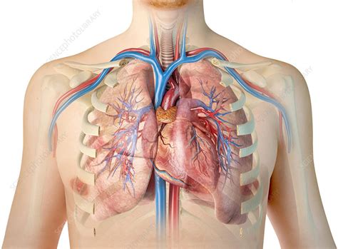 Anatomy Of Chest : Stockfoto Anatomy Chest Pain Pain In The Chest Or The / However, the ...