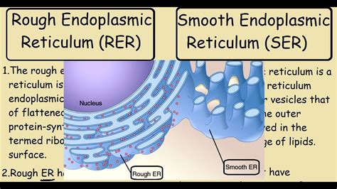 Rough Endoplasmic Reticulum vs Smooth Endoplasmic Reticulum - YouTube