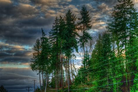 Olalla WA Trees at Sunset | Explore ScottElliottSmithson's p… | Flickr - Photo Sharing!