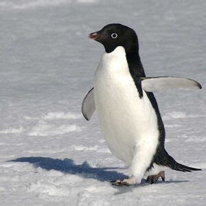 Adélie Penguins Facts - http://facts.net/adelie-penguins/ | Penguins, Adelie penguin, Animals