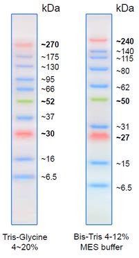 Protein marker/ Protein ladder "wide Range" - GeneON BioScience