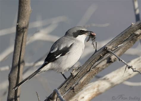 Loggerhead Shrike Impaling Prey, Then Pulling A Chunk Off – Feathered ...