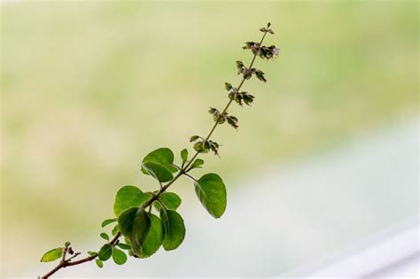 What is Tulsi Holy Basil And Benefits And How To Steep Tulsi Tea ...