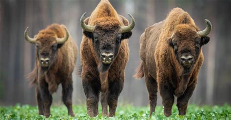 Bison - A-Z Animals