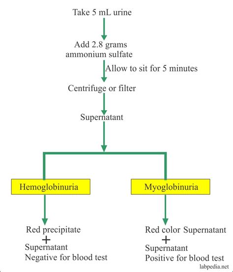 Urine Analysis: Part 9 – Hemoglobin in the urine (Hemoglobinuria ...