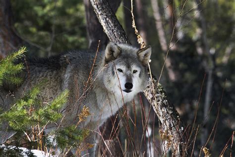 Wolf pack leader Photograph by Jeff Shumaker - Fine Art America