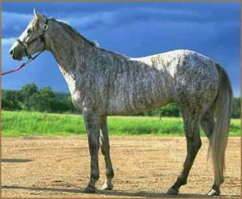 Brindle grey | Unusual horse, Brindle horse, Horses