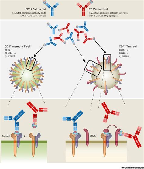 Interleukin-2: Biology, Design and Application: Trends in Immunology