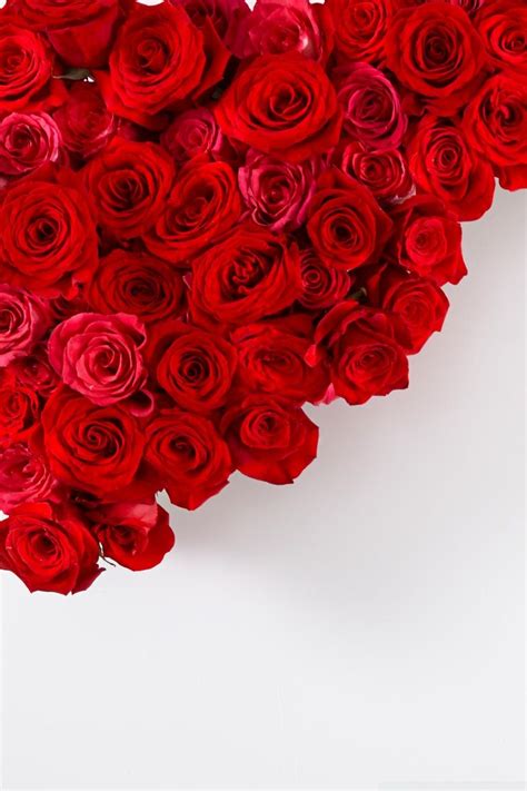 🔥 Free download Red Roses On White Background 4k Hd Desktop Wallpaper ...