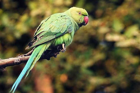 Are There Different Types of Parakeets?