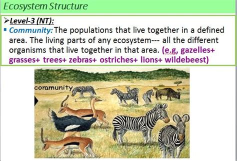 #Ecology#Community | Ecology, Ecosystems, Community