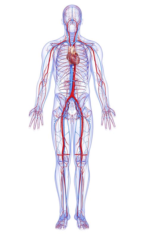 male full body circulatory system highlights heart | Circulatory system, Human body anatomy ...