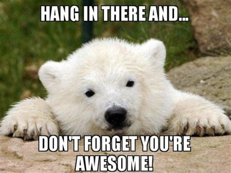 20 Hang In There Meme To Motivate You - SayingImages.com