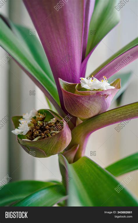 White Flower Boat Lily Image & Photo (Free Trial) | Bigstock