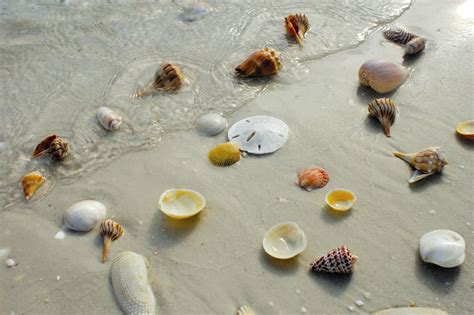 Guide To Collecting Rare Seashells On Marco Island In Florida - AJRCA