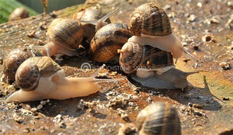 Snail Farming – Professionally Specialized in Snail Business