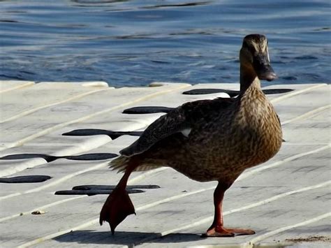 A waddling duck caught in action. | Smithsonian Photo Contest ...