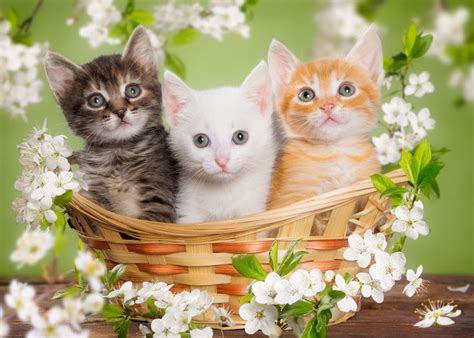 Des chatons trop mignons dans un panier ! | Cute cats, Baby cats, Cute ...