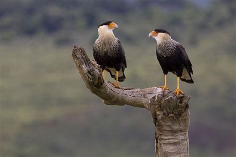 Carcará (Caracara plancus) | Colorful birds, Bird gif, Bird