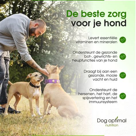 Algehele gezondheid van je hond onderhouden: 6 tips