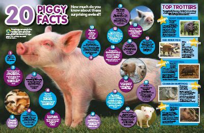 Pig Facts Primary Resource - National Geographic Kids