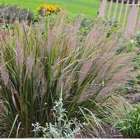 Korean Feather Reed Grass | Perennials | Great Garden Plants | Shade grass, Ornamental grasses ...