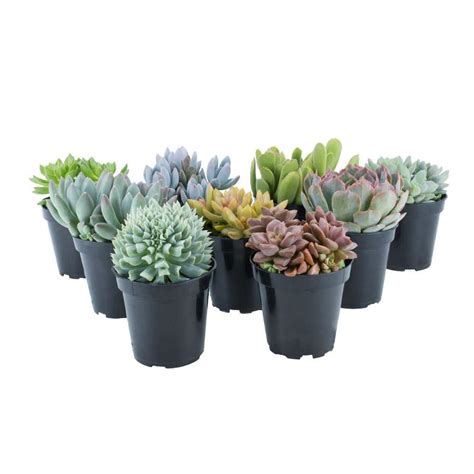 9-count 11oz Assorted Succulents at Lowes.com