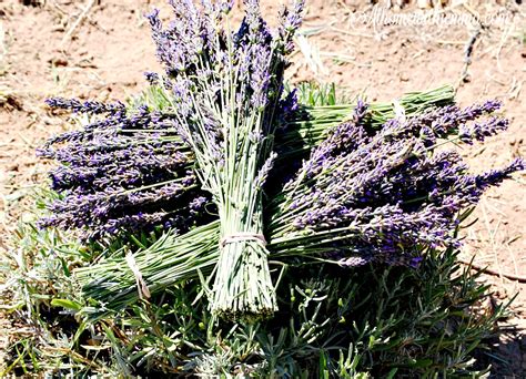 The Lavender Farm-My Life List - At Home with Jemma