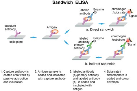 ELISA Guide - Creative Diagnostics