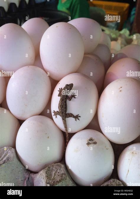 Lizard Eggs High Resolution Stock Photography and Images - Alamy