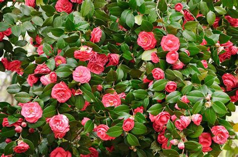 How to Grow Camellias | Colorful shrubs, Winter shrubs, Camellia plant