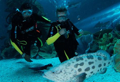 Discover Scuba Diving in Dubai Aquarium - Al Nahdi Travels